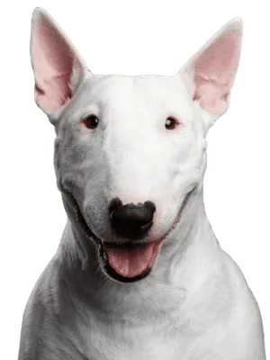 Bullterrier