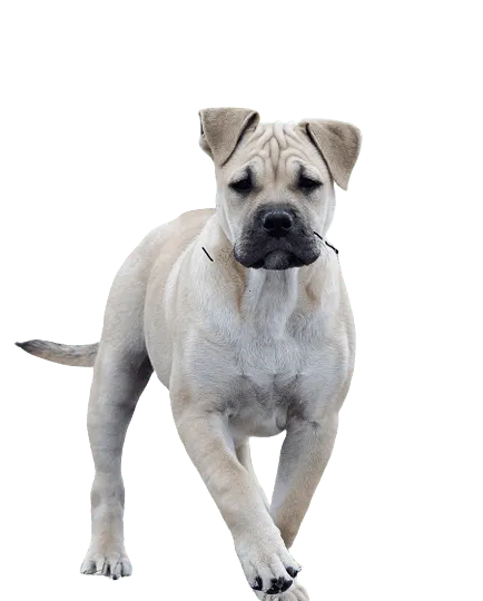 Ca de Bou puppy
