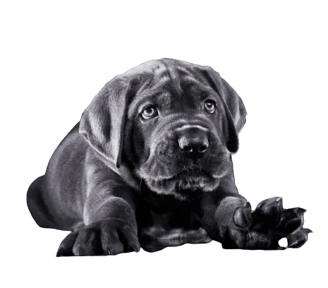Cane Corso Italiano puppy