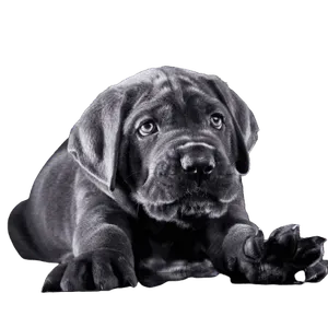 Cane Corso Italiano puppy