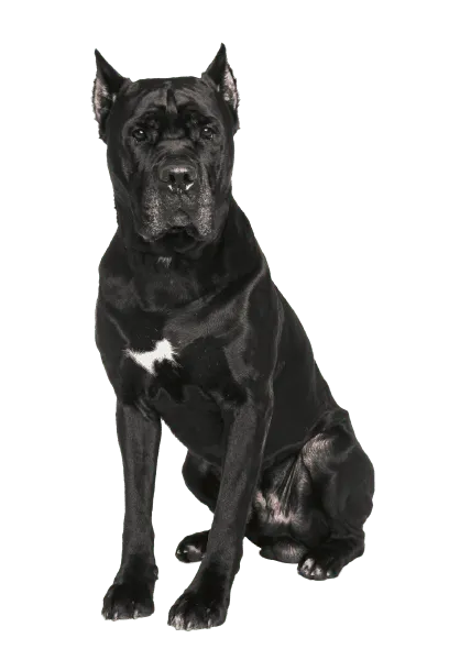 Cane Corso Italiano (2)