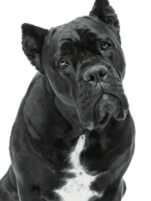 Cane Corso Italiano