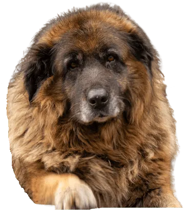 Cão da Serra da Estrela