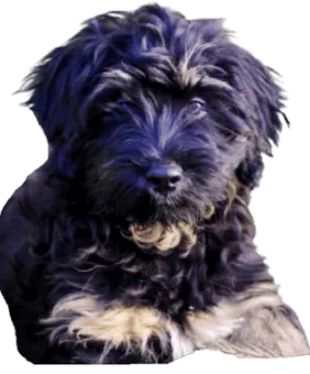 Cão da Serra de Aires