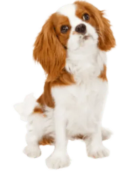 Cavalier King Charles Spaniel