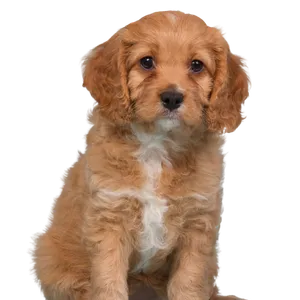 Cavapoo