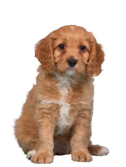 Cavapoo