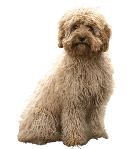 Cavapoo