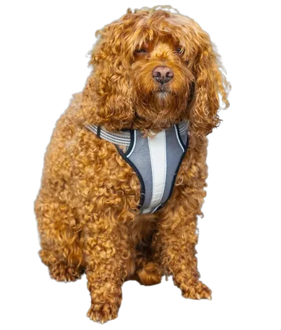 Cavapoo