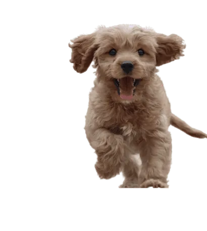 Cavapoo