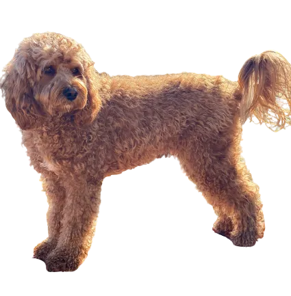 Cavapoo