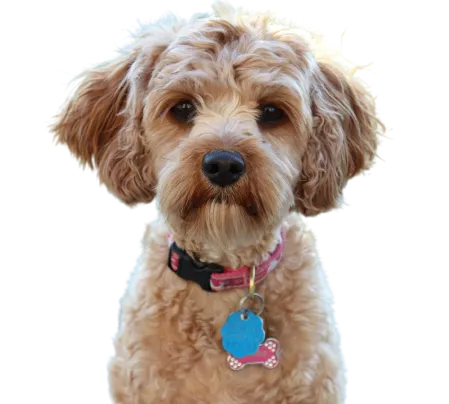 Cavapoo