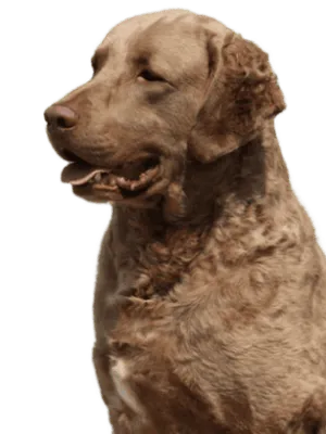 Chesapeake Bay Retriever