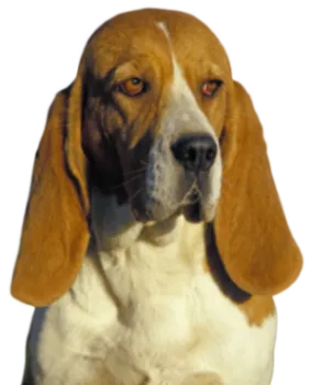 Chien d’Artois