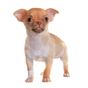 Chihuahua puppy