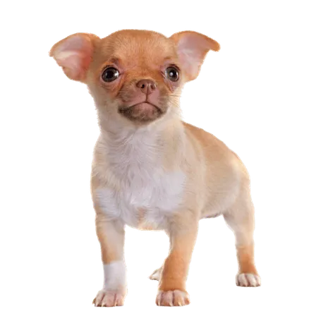 Chihuahua puppy