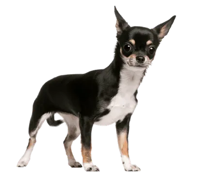 Chihuahua 3
