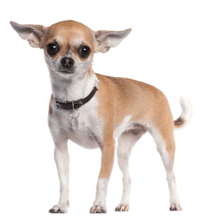 Chihuahua (2)