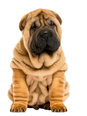 Chinese Shar-Pei (6)