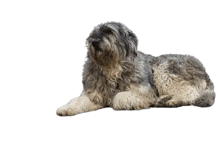 Ciobănesc Românesc de Bucovina (2)