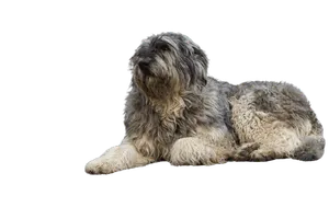 Ciobănesc Românesc de Bucovina (2)