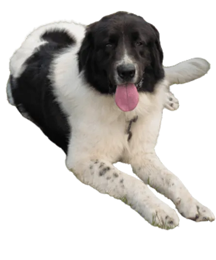 Ciobănesc Românesc de Bucovina (3)