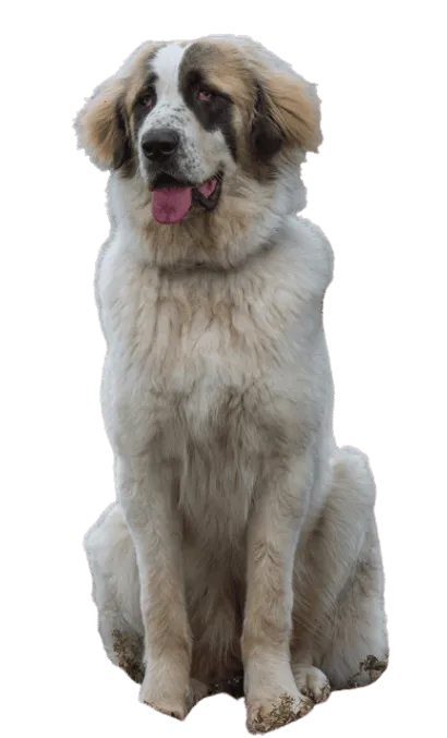 Ciobănesc Românesc de Bucovina (5)