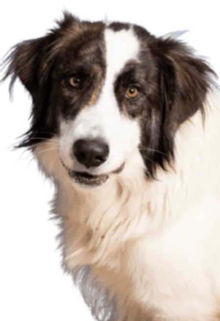 Ciobănesc Românesc de Bucovina