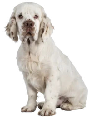 Clumber Spaniel