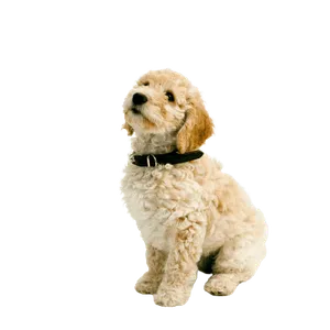 Cockapoo Puppy