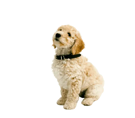 Cockapoo Puppy