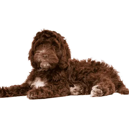 Cockapoo 3