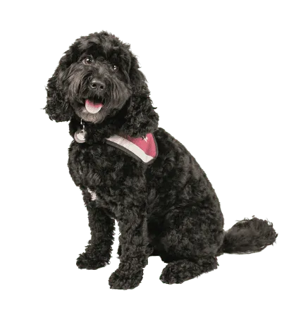 Cockapoo (6)