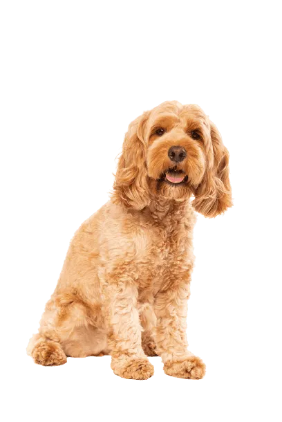 Cockapoo 5