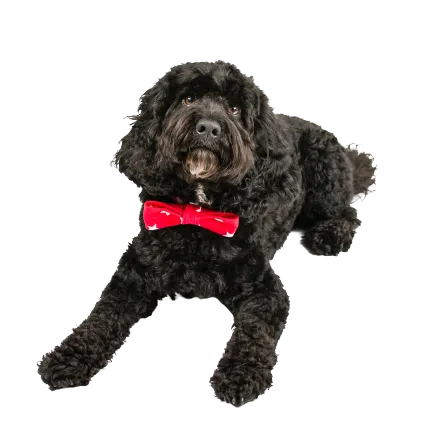 Cockapoo (4)