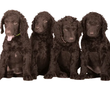 Curly-Coated Retriever (6)