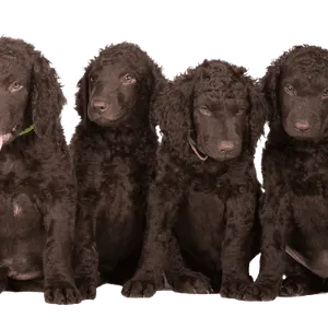 Curly-Coated Retriever (6)