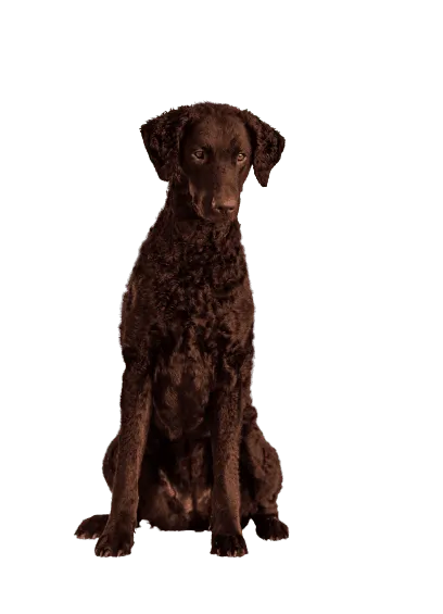 Curly-Coated Retriever