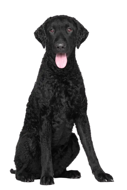 Curly-Coated Retriever