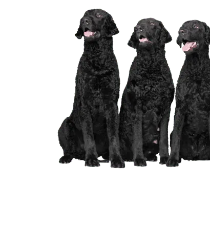 Curly-Coated Retriever