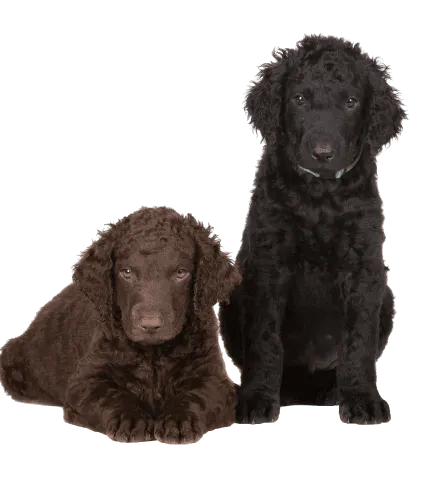 Curly-Coated Retriever