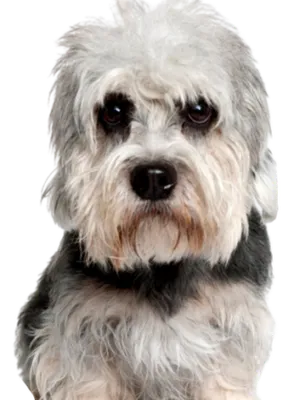 Dandie Dinmont Terrier