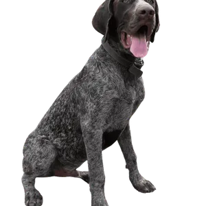 Deutsch Drahthaar Puppy