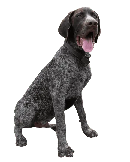 Deutsch Drahthaar Puppy