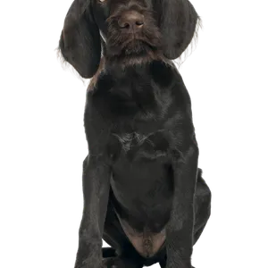 Deutsch Kurzhaar Puppy