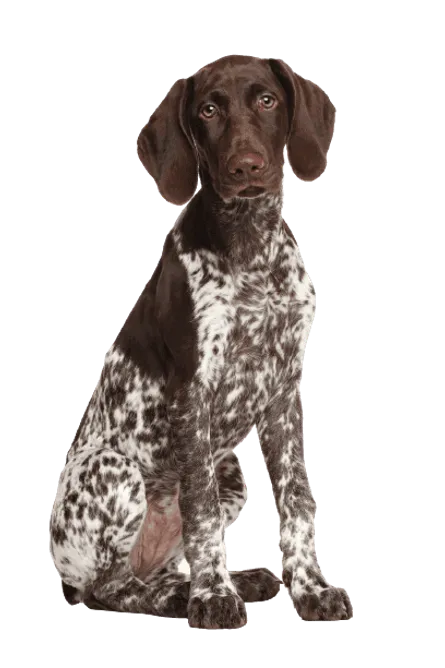 Deutsch Kurzhaar Adult