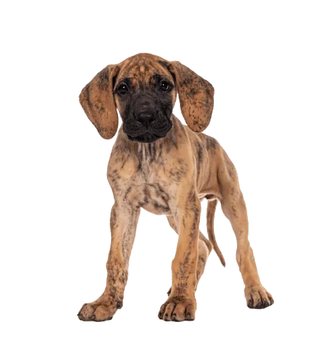 Deutsche Dogge