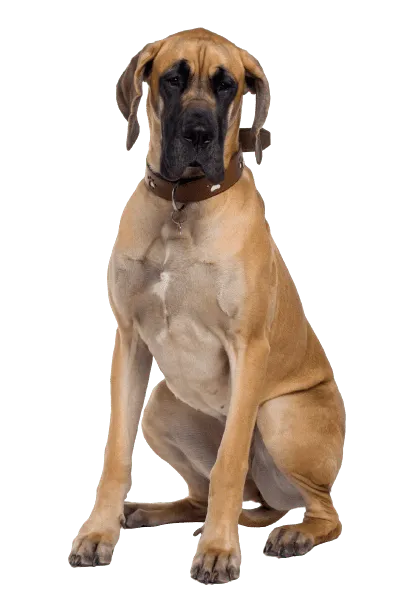 Deutsche Dogge