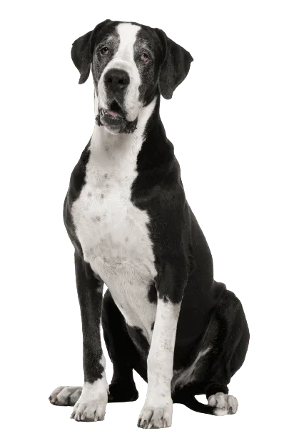 Deutsche Dogge