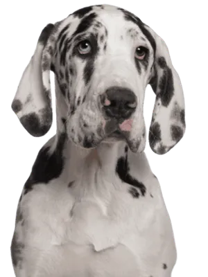 Deutsche Dogge